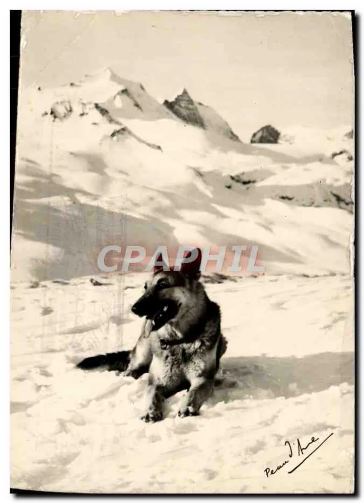 Chien dans la neige — paysage alpin — éditeur Éditions P. d'Ane - Frente