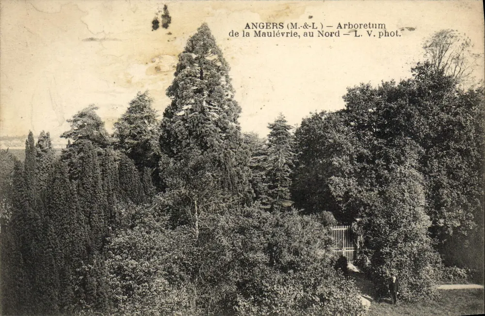 Angers (M.&L.) — Arboretum de la Maulévrierie, au Nord — L. V. phot. - Vorderseite