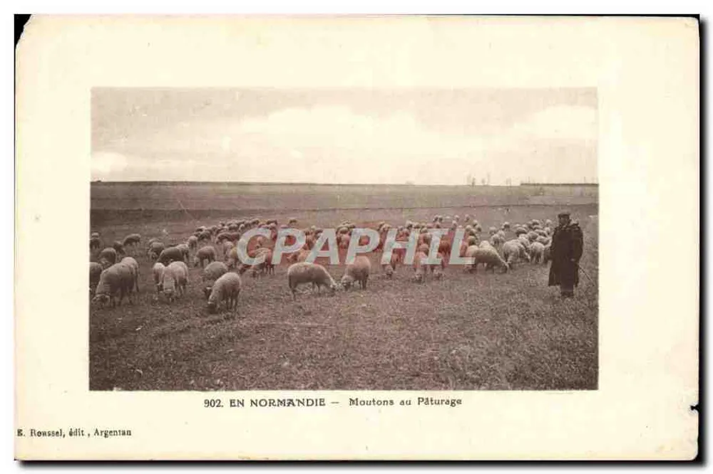 In der Normandie — Schafe auf der Weide — E. Roasssel, Verlag, Argentan - Vorderseite