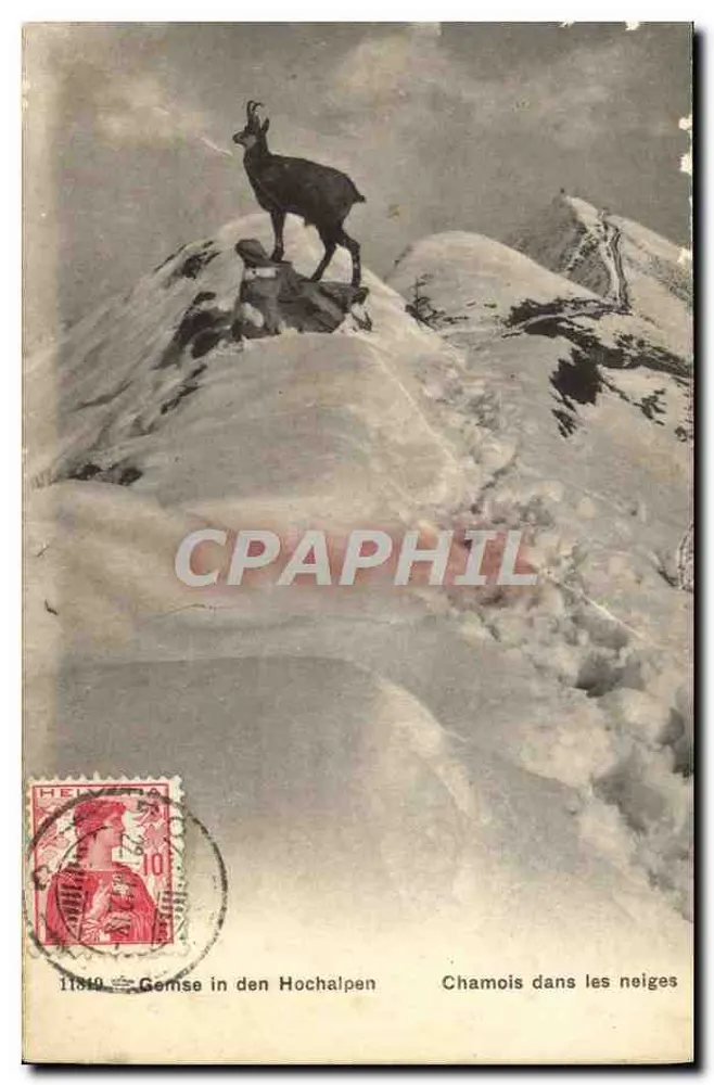 Chamois in den Schneefeldern — Schweiz — Phototypie Co., Neuchâtel - Vorderseite