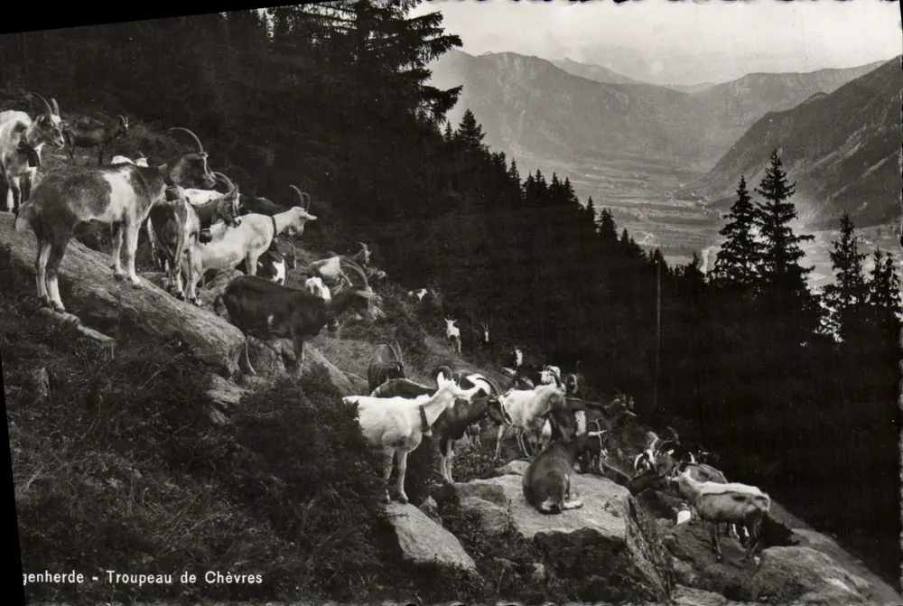 Genherde - Rebanho de Cabras — Photoglob-Wehrli & Voogas & Co. A.G., Zurique, n° 1260 - Frente