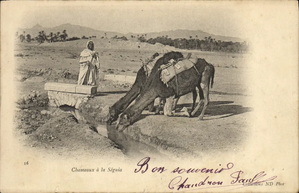 Chameaux à la Ségouia — scène de désert avec un berger — éditeur Chaudron Saul, n° 16 - Voorkant