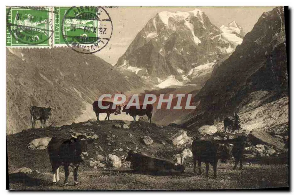 Vacas em um paisagem alpina — montanhas nevadas — editor J.J. 7804, Genebra - Frente