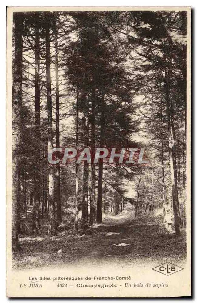 Champagnole — Ein Tannenwald — C-L-B, n° 403 - Vorderseite