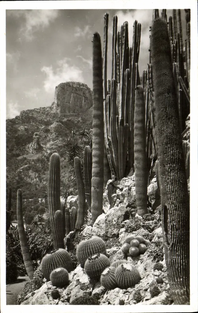 Exotischer Garten von Monaco — Echinocactus und Piloceris — Exklusive Ausgabe des Exotischen Gartens von Monaco - Vorderseite