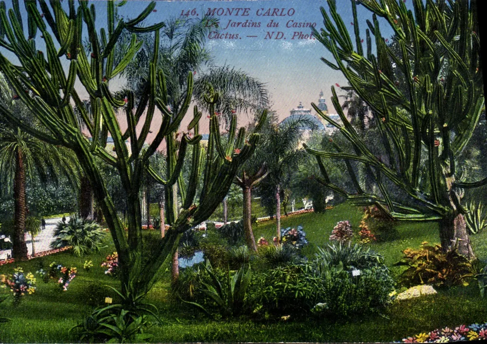 Monte Carlo — Die Kakteen-Gärten des Casinos — N.D. Phot. n°146 - Vorderseite