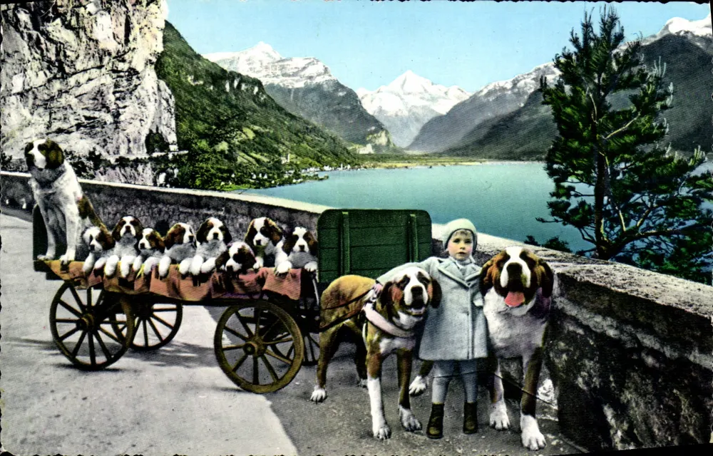Saint-Bernard-Hunde — Welpen im Wagen — Photoglob Wehrli A.G. Zürich - Vorderseite