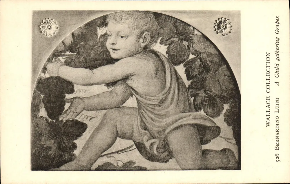 Ein Kind, das Trauben pflückt — aus der Wallace-Sammlung — Werk von Bernardino Luini, Nr. 526 - Vorderseite