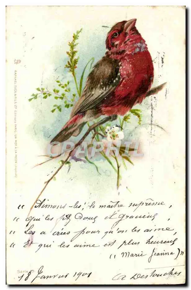 Pássaro vermelho — ilustração — série 18, editor Destouches - Frente