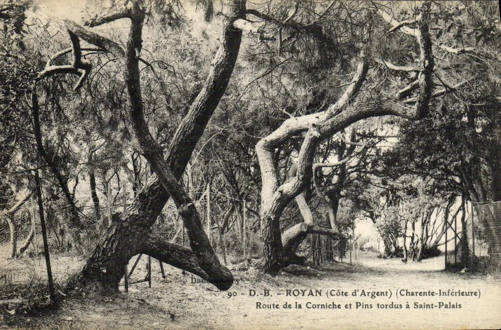Route de la Corniche und verbogene Kiefern in Saint-Palais — Dandourey — n°90 - Vorderseite