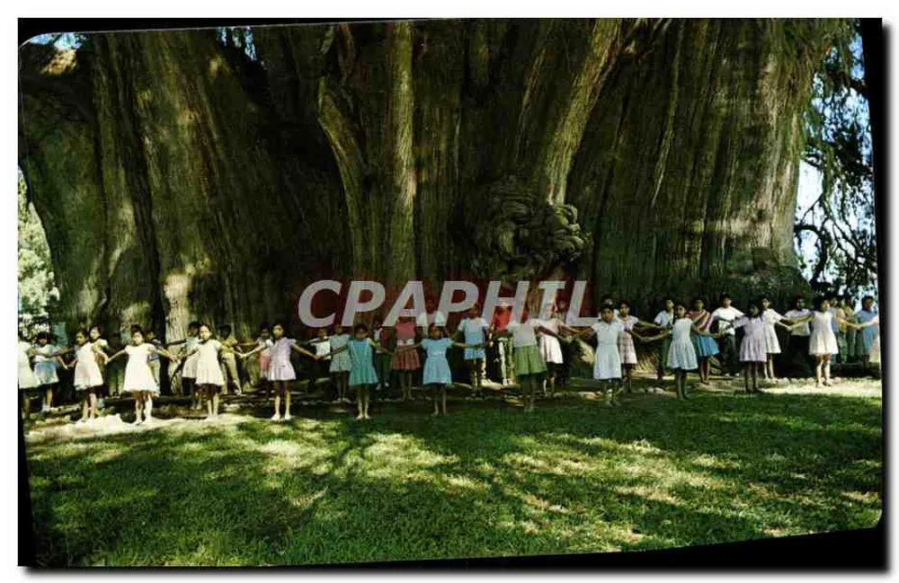 Kinder vor dem Tule-Baum — Oaxaca, Mexiko — Lito en México, V2632 - Vorderseite