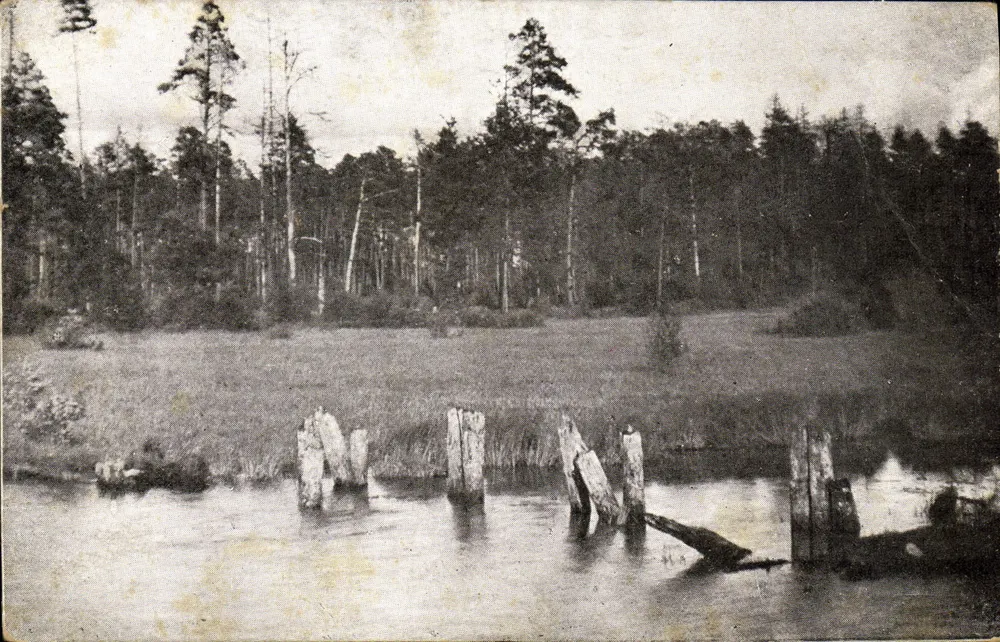 La forêt de Białowieża — ruines d'un ancien pont en bois — Photographie de Jean Bulhak - Frente