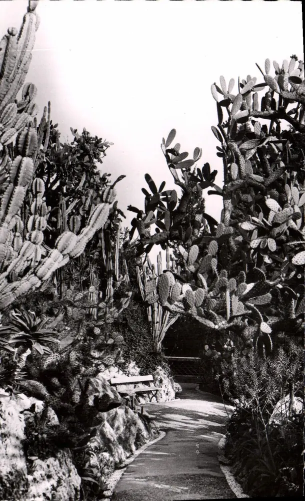 Exotischer Garten von Monaco — Kakteen und Sukkulenten — Éditions Lecourbo, n°3573 - Vorderseite