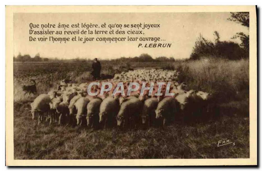 Schafe auf der Weide — P. Lebrun — Atelier d'Art Phot. Industriel, Nanterre - Vorderseite