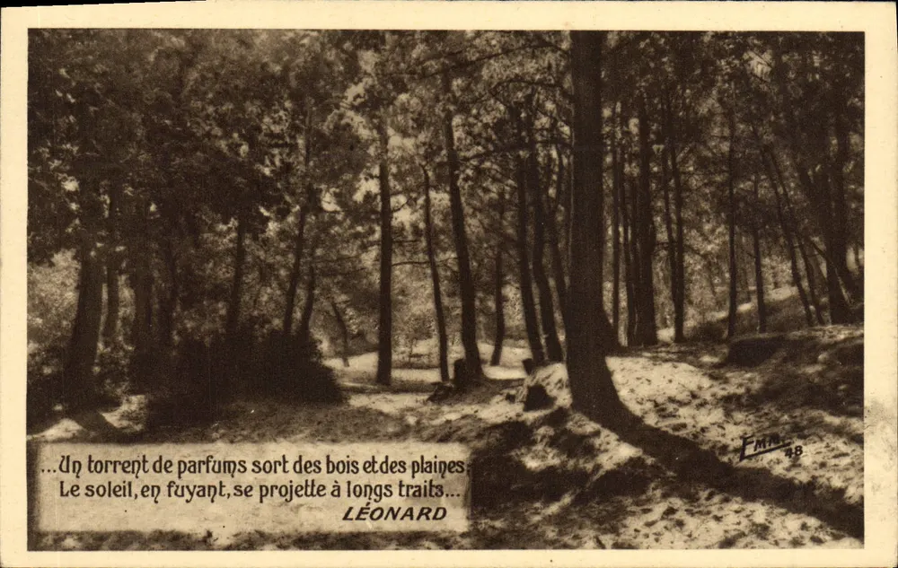 Wald — Sonniges Landschaftsbild — Verlag F. Mitra, Nr. 48 - Vorderseite