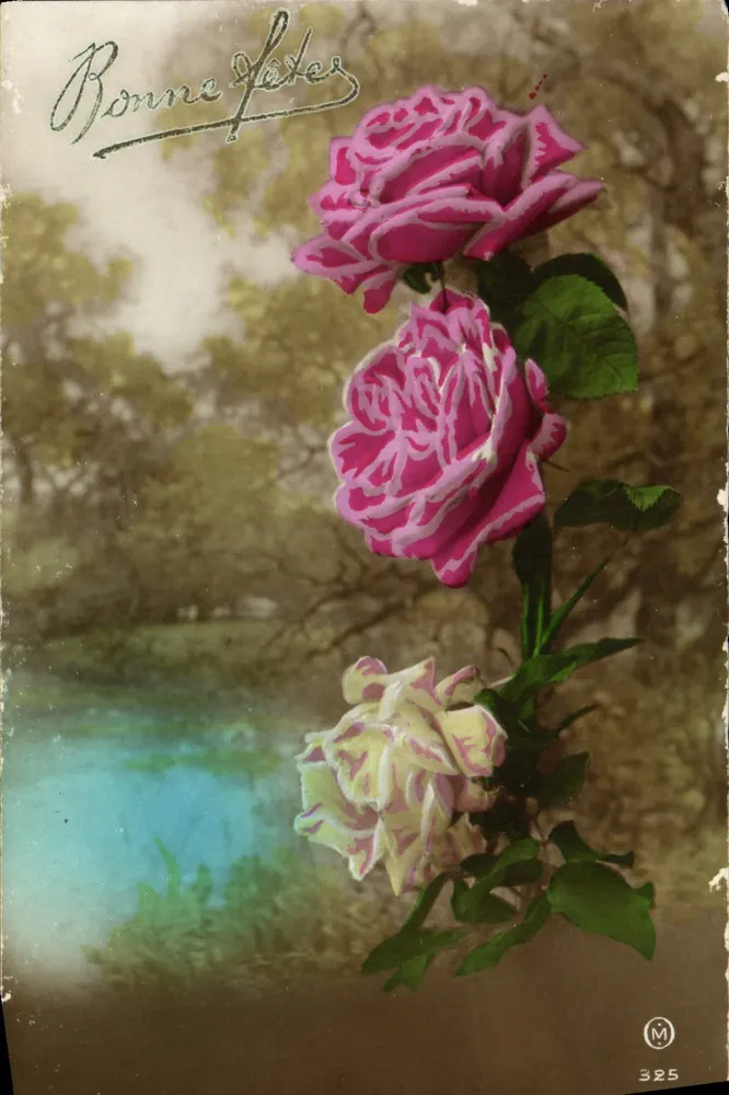 Rosas — cena de jardim — editor M, n° 325 - Frente
