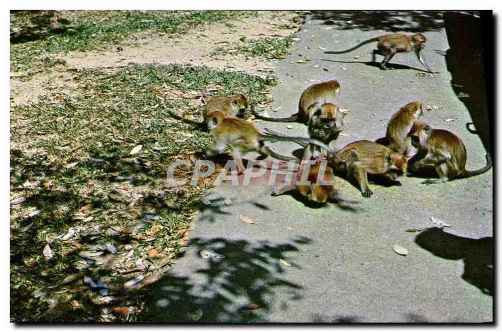 पेनंग में वॉटरफॉल गार्डन्स के सामने बैठे मॉन्कीज़ — ए.एस.एम.के. & कंपनी (पीजी-373) - आगे