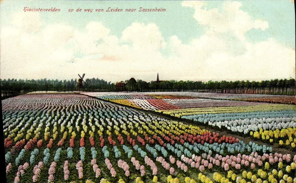 Hyazinthfelder auf der Straße von Leiden nach Sassenheim — Edition Schaefer's Kunst Chromo, Serie 619 - Vorderseite
