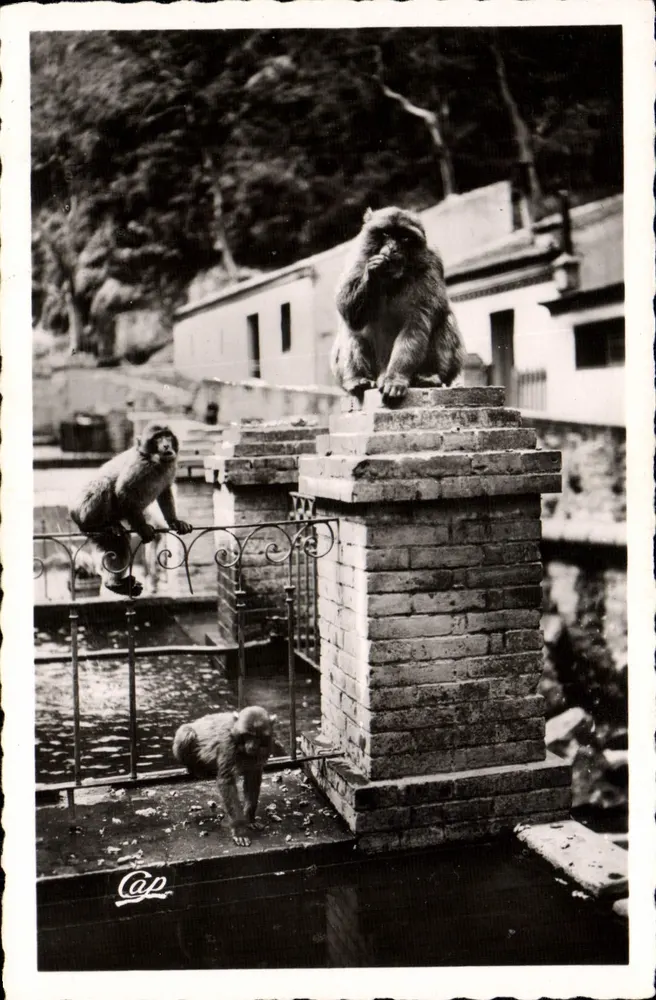 Blida - Die Schluchten der Chiffa am Hotel du Ruisseau des Singes — Réal-Photo, Paris - Vorderseite
