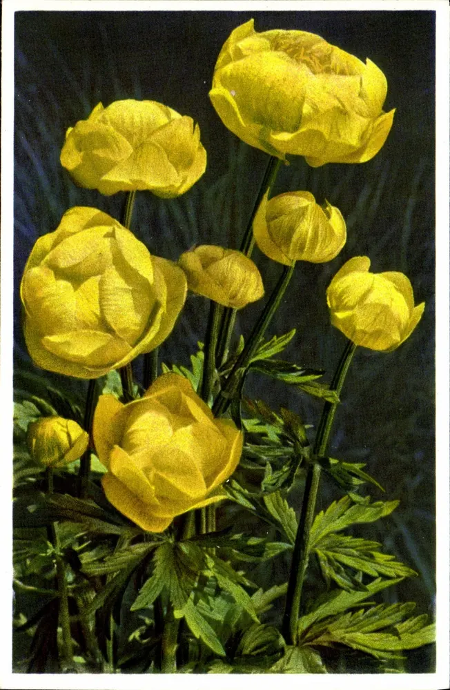 Trollius europaeus — Globe flower — Photo-verlag Gyger, Adelboden - Frente