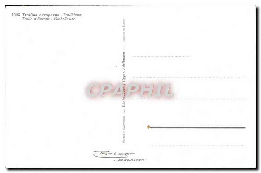 Trollius europaeus — Globe flower — Photo-verlag Gyger, Adelboden - Verso