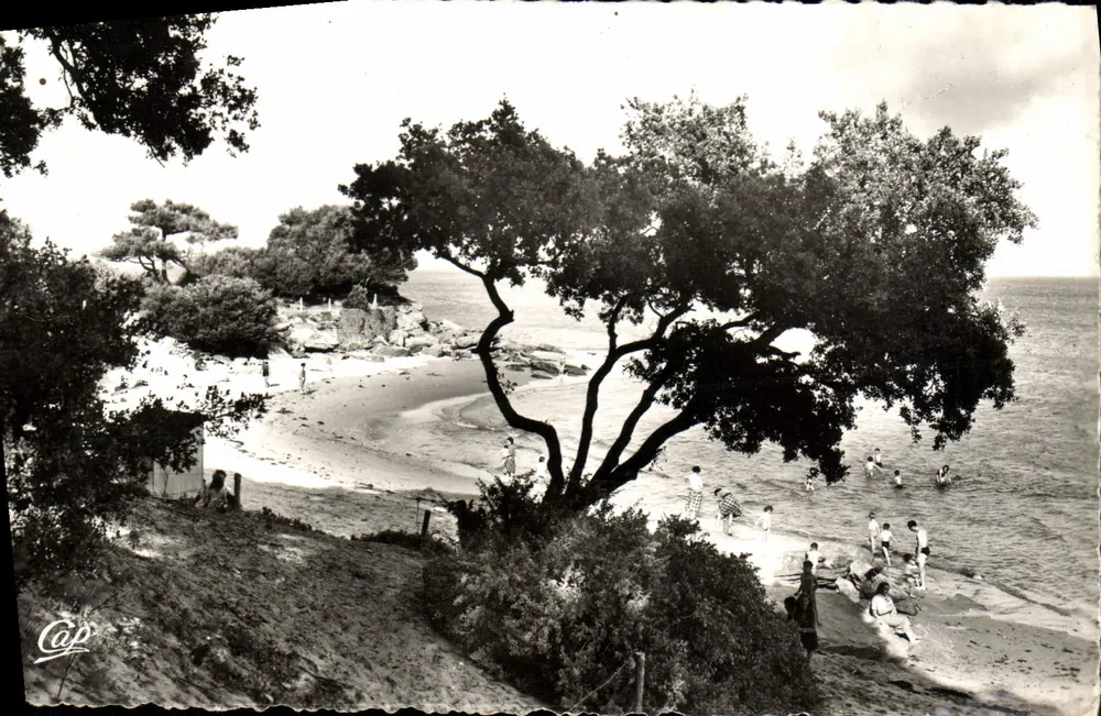 Plage de Pointe Saint-Pierre — vue de la côte avec un grand arbre — éditeur Cap - Frente