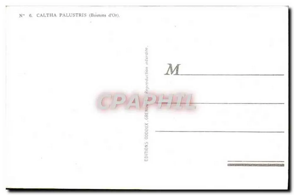 Caltha palustris (Botões de Ouro) — N° 6 — Edições ODDOUX, Grenoble - Verso