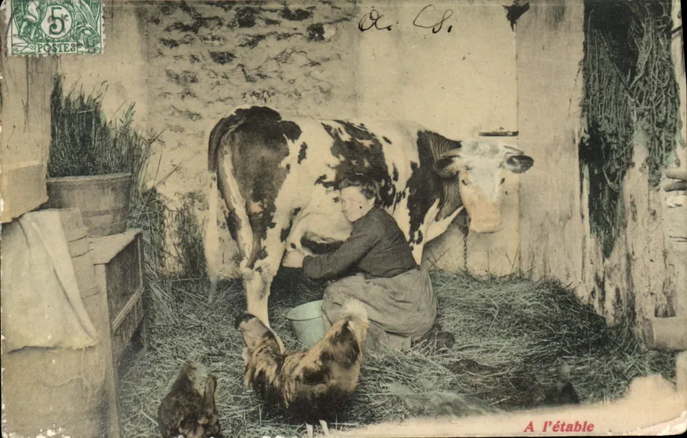 Na estrebaria — uma mulher ordenha uma vaca — editor De C.S. - Frente