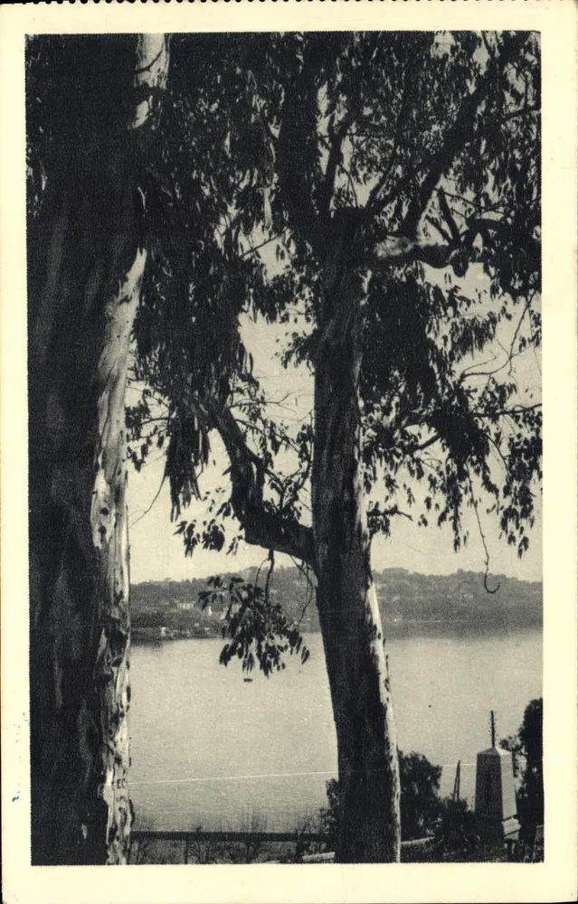 Visão do mar através de árvores — Imp. R. Géodom, Paris — número de série não visível - Frente