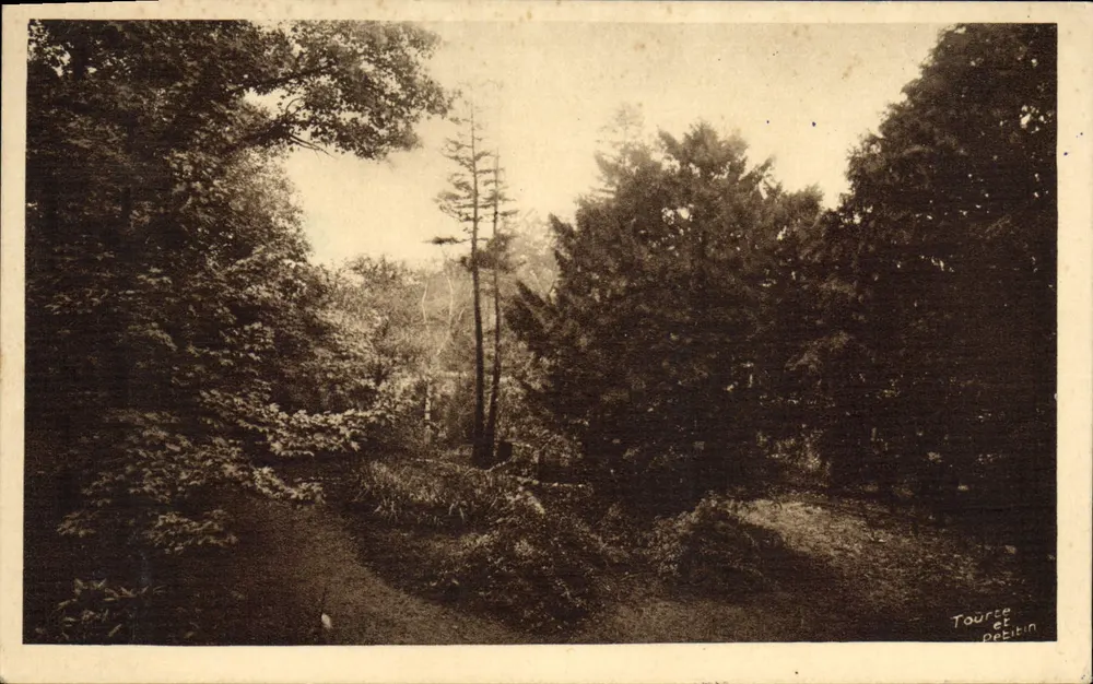 Forêt dense — chemin forestier — Tourse et Debitin - Frente