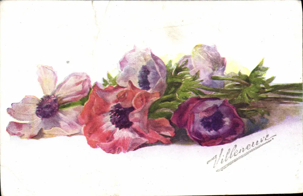 Buquê de anêmonas — ilustração — Villeneuve - Frente
