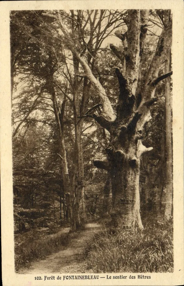 Floresta de FONTAINEBLEAU — O caminho dos Carvalhos — n°102 - Frente