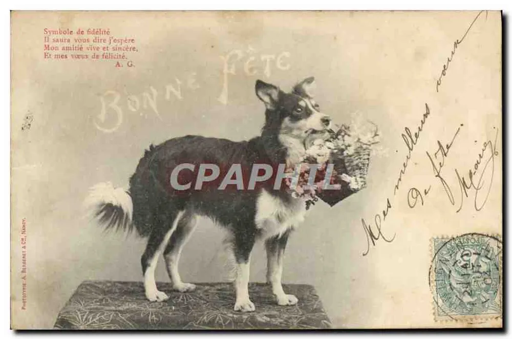 Chien border collie — symbole de fidélité tenant un panier de fleurs — Phototype A. Bessard à Orléans - Vorderseite