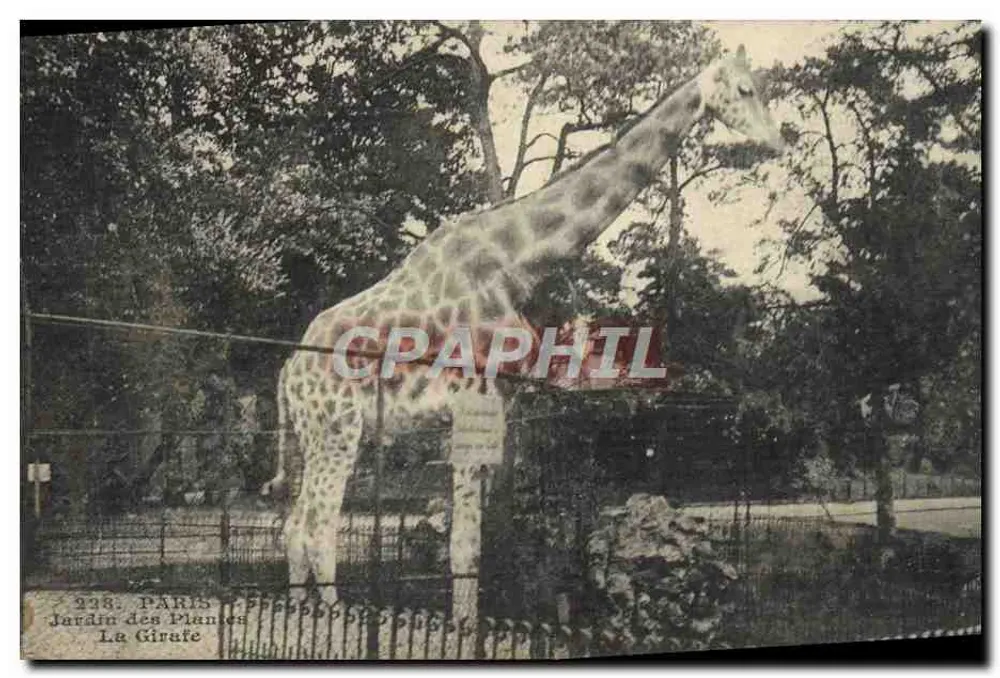 Paris - Jardin des Plantes - Die Giraffe — Photo-Mécanique Paris, n°238 - Vorderseite