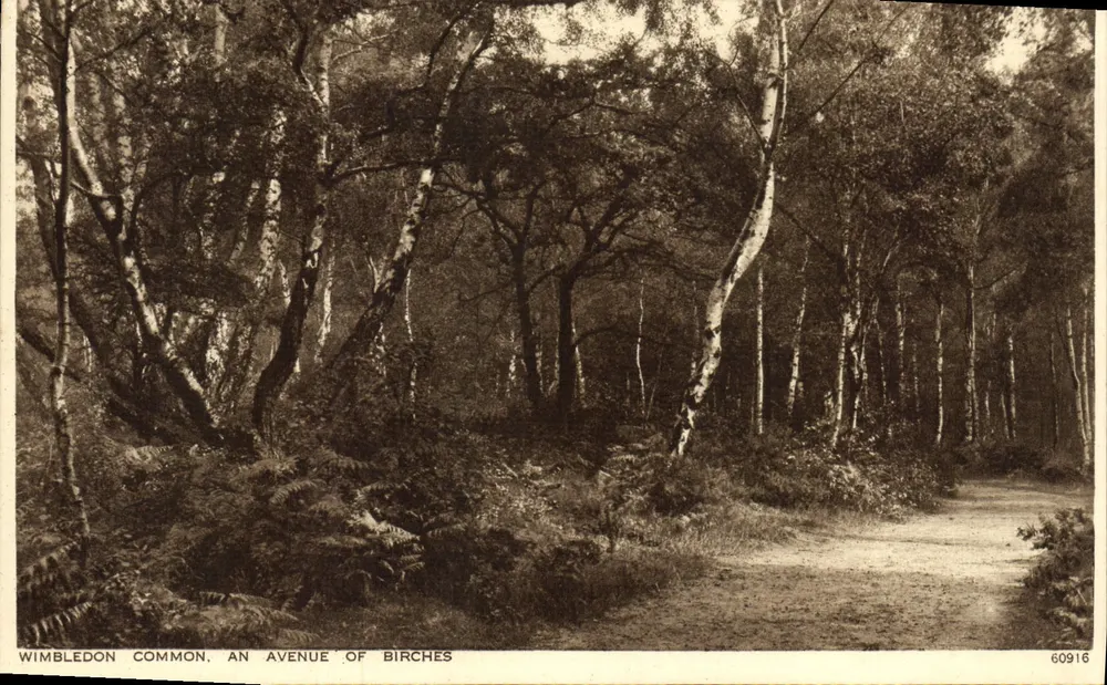 Wimbledon Common, Eine Allee von Birken — Verlag nicht sichtbar, Seriennummer 60916 - Vorderseite