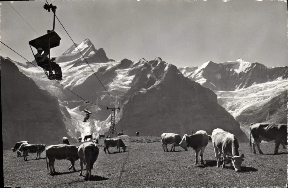 Vaches dans les Alpes — vue avec téléphérique et sommet du Schreckhorn — éditeur Ernst Schudel, Grindelwald, n°2471 - Vorderseite