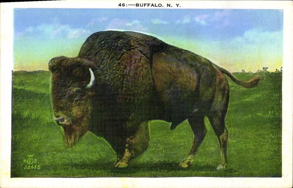 Bisão — Buffalo, N.Y. — HOB 38658 - Frente