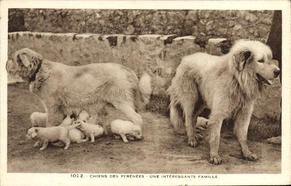 Pyrenäische Hunde — Eine interessante Familie — Laboratoire Taphil - Vorderseite