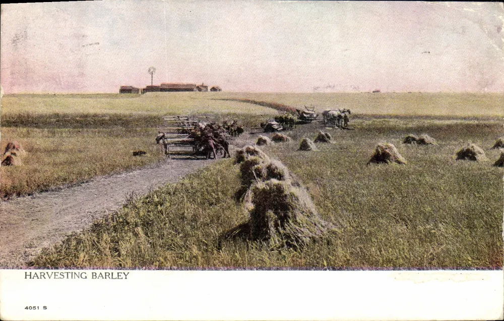 Harvesting Barley — scène agricole avec charrettes et bottes de blé — Warwick Roy & Butter, Limited, Toronto, n° 4051 S - Frente