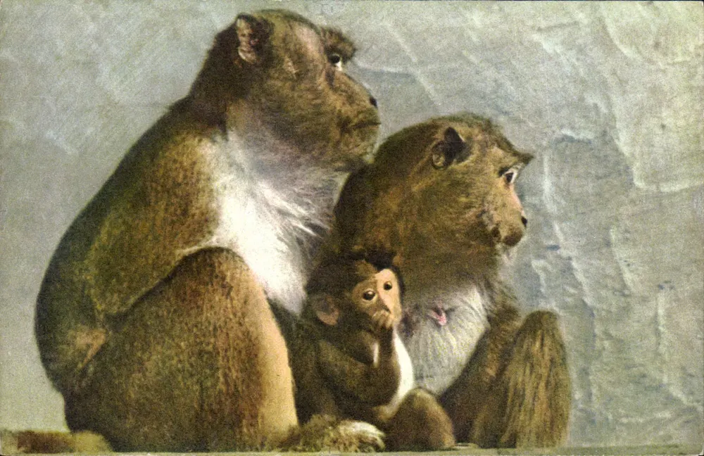 मंकी — जावाई मंकी — संख्या 181 - आगे