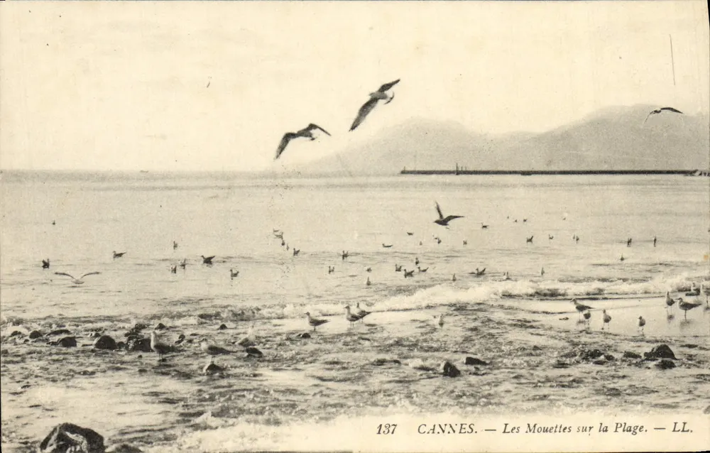 CANNES — As Garças na Praia — LL. n° 137 - Frente