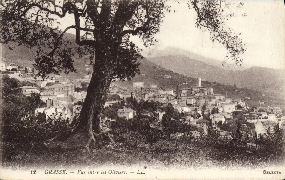 Grasse — Vista entre os Oliveiras — LL. — Selecta - Frente