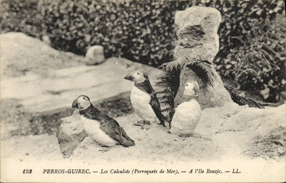 Perros-Guirec — Die Calculots (Meerpapageien) — Auf Île Rouzic — LL. — N° 152 - Vorderseite