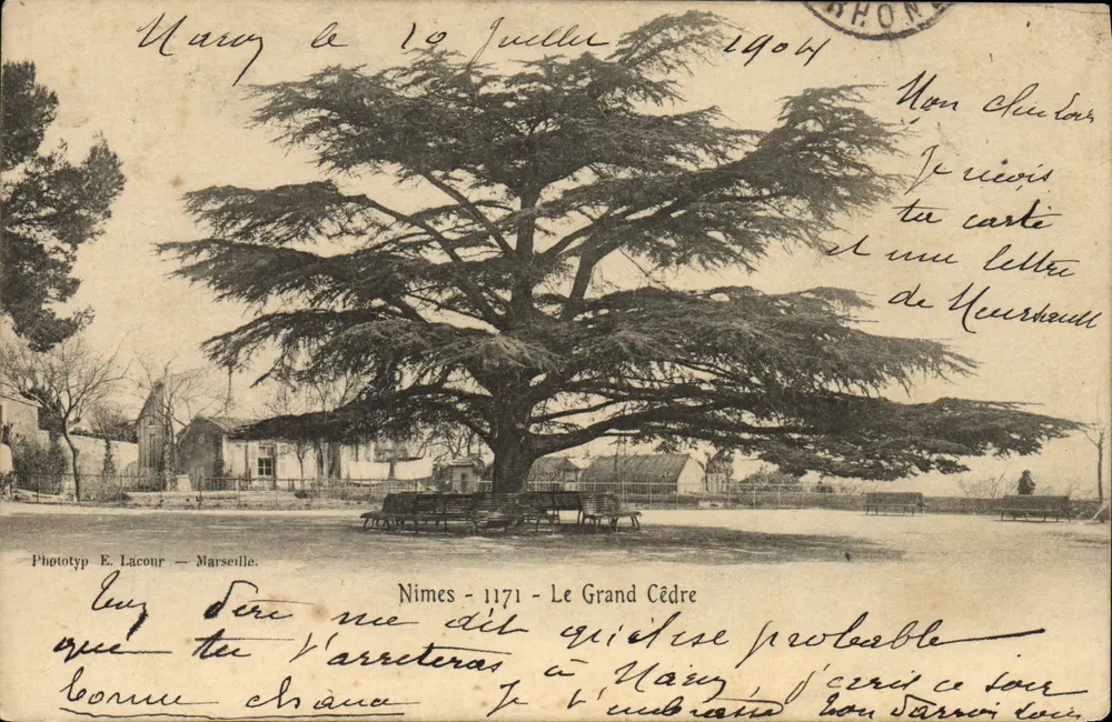 Nîmes - O Grande Cedro — Phototyp E. Laconr — Marseille, n° 1171 - Frente