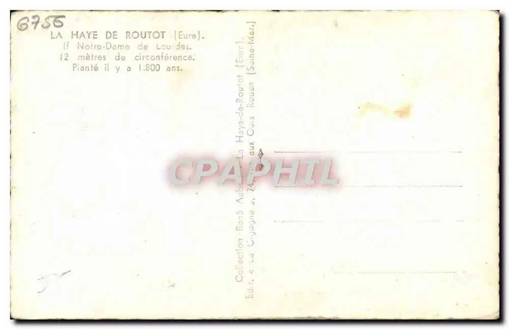 La Haye-de-Routot — Notre-Dame de Lourdes — Baum mit einem Umfang von 12 Metern, gepflanzt vor 1.800 Jahren - Rückseite