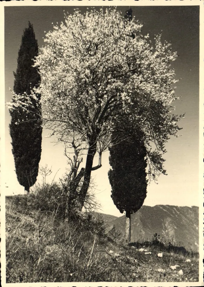 Árvore em flores com cipreste — Itália — Fotografia de F. Baruzzi-Ostal - Frente