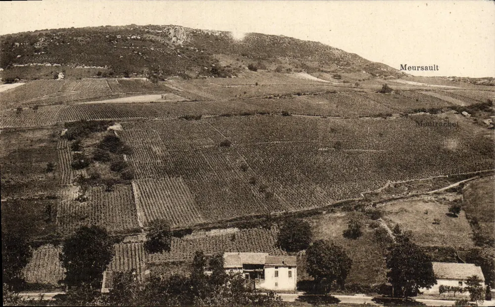 Meursault — Montirachel — Coteau dos Chatenier — Imp. Gamay - Frente