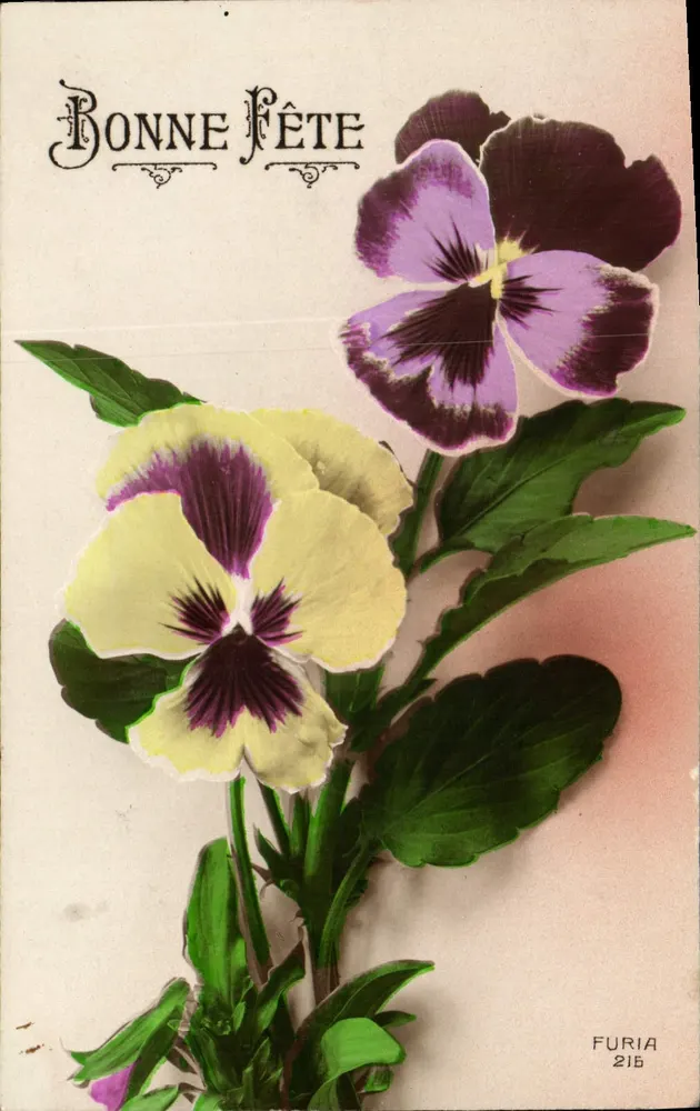 Pansies — Boa Festa — Furia 215 - Frente