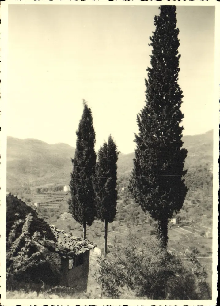 Ciprestes na Montanha — Côte d'Azur — Fotografia de F. Baruzzi-Cott - Frente