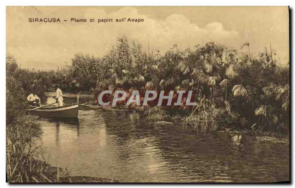 Siracusa — Plantes de papyrus sur l'Anapo — éditeur inconnu - Recto